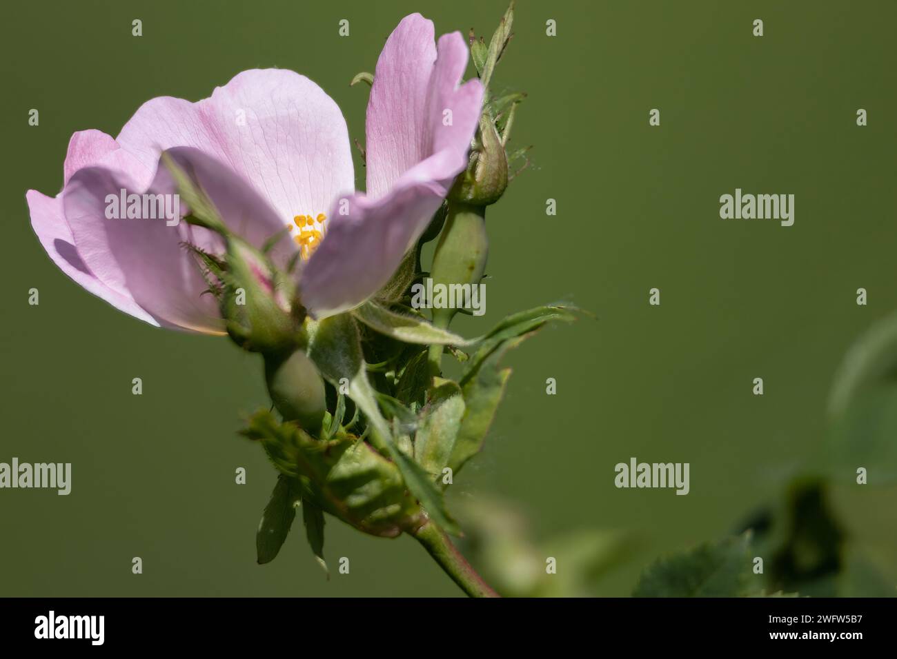 Dog Rose Stock Photo