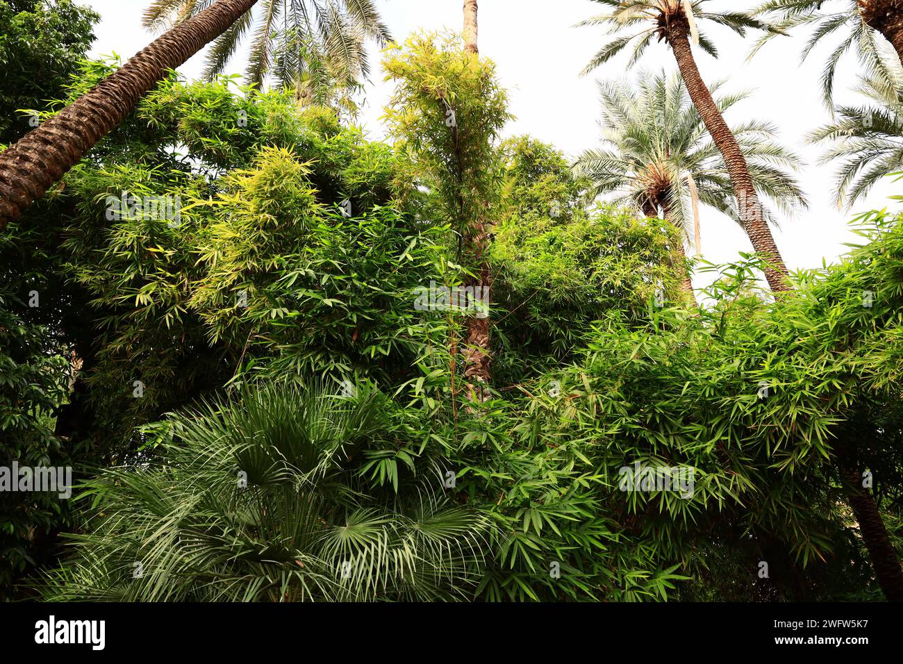 The Majorelle Garden  is a one-hectare botanical garden and artist's landscape garden in Marrakech, Morocco. Stock Photo