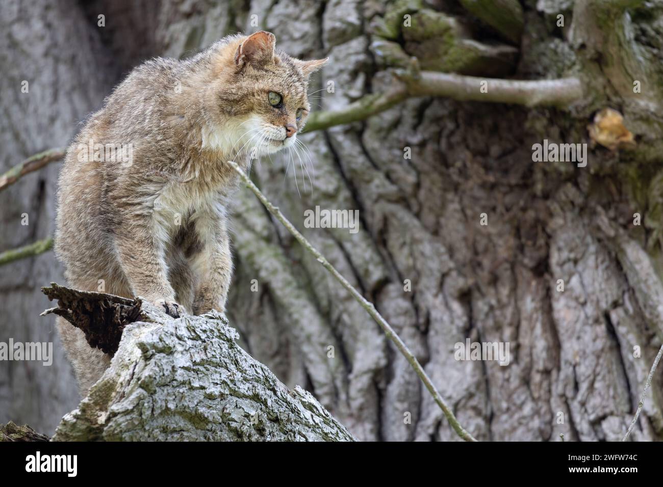 European Wildcat Stock Photo