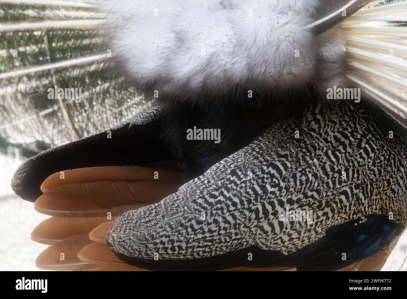 Blue Peafowl Stock Photo