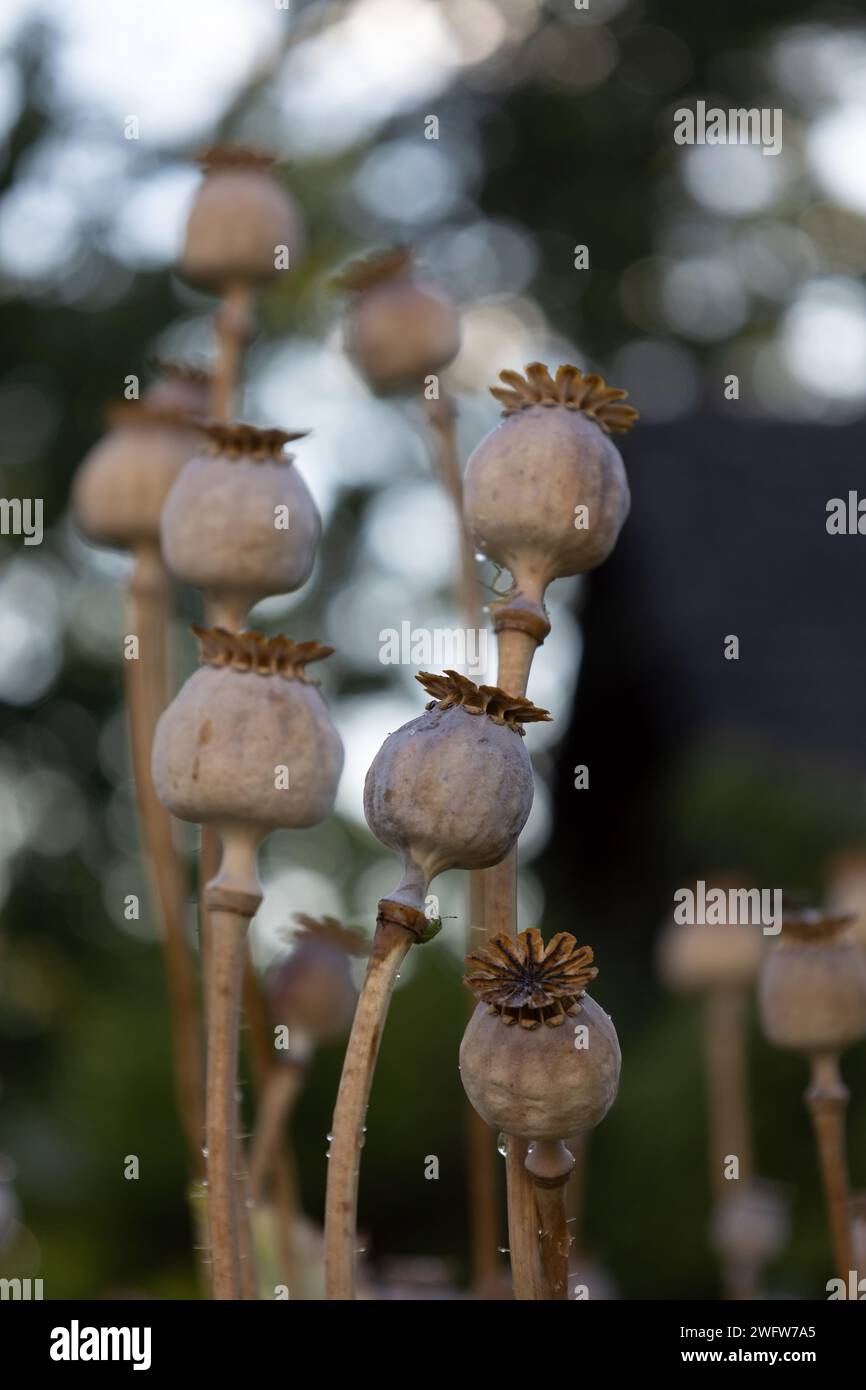 Poppy Seed Capsules Stock Photo