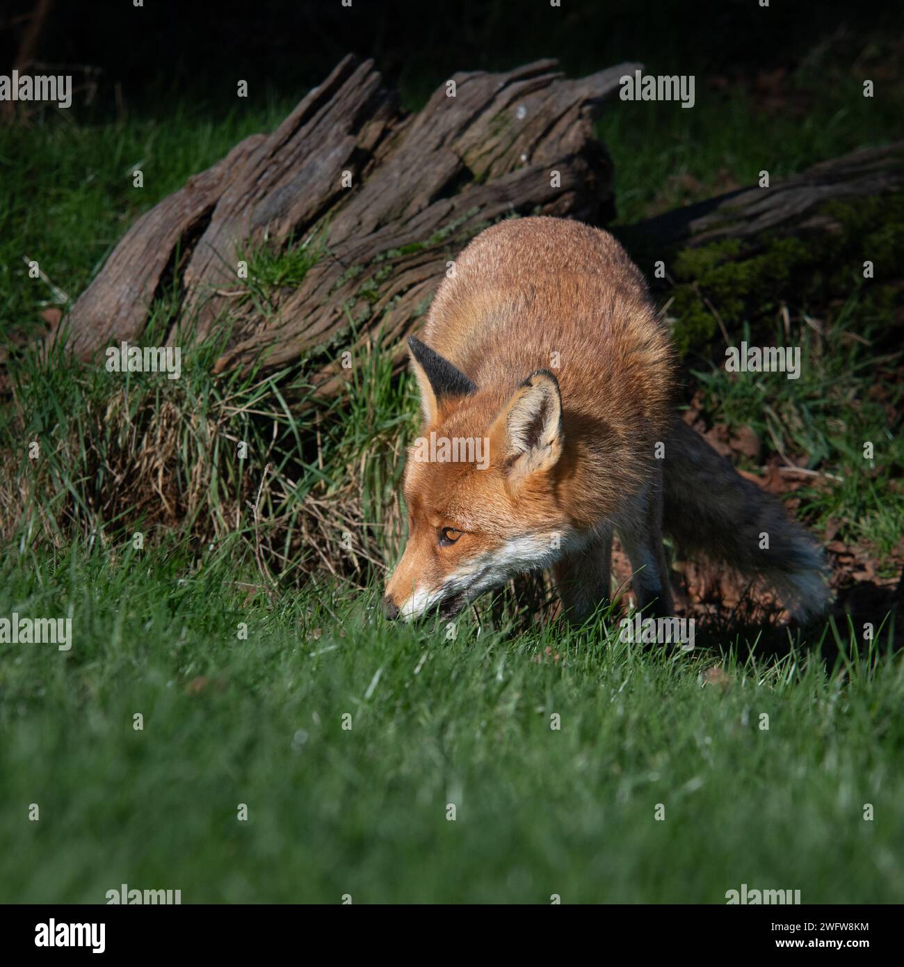 Red Fox (Vulpes vulpes), UK Stock Photo