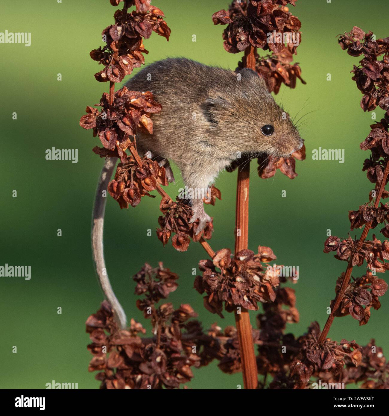 Harvest mouse (Micromys minutus) Climbing Stock Photo