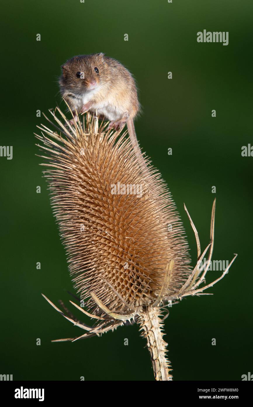Harvest mouse (Micromys minutus) on Teasel Stock Photo