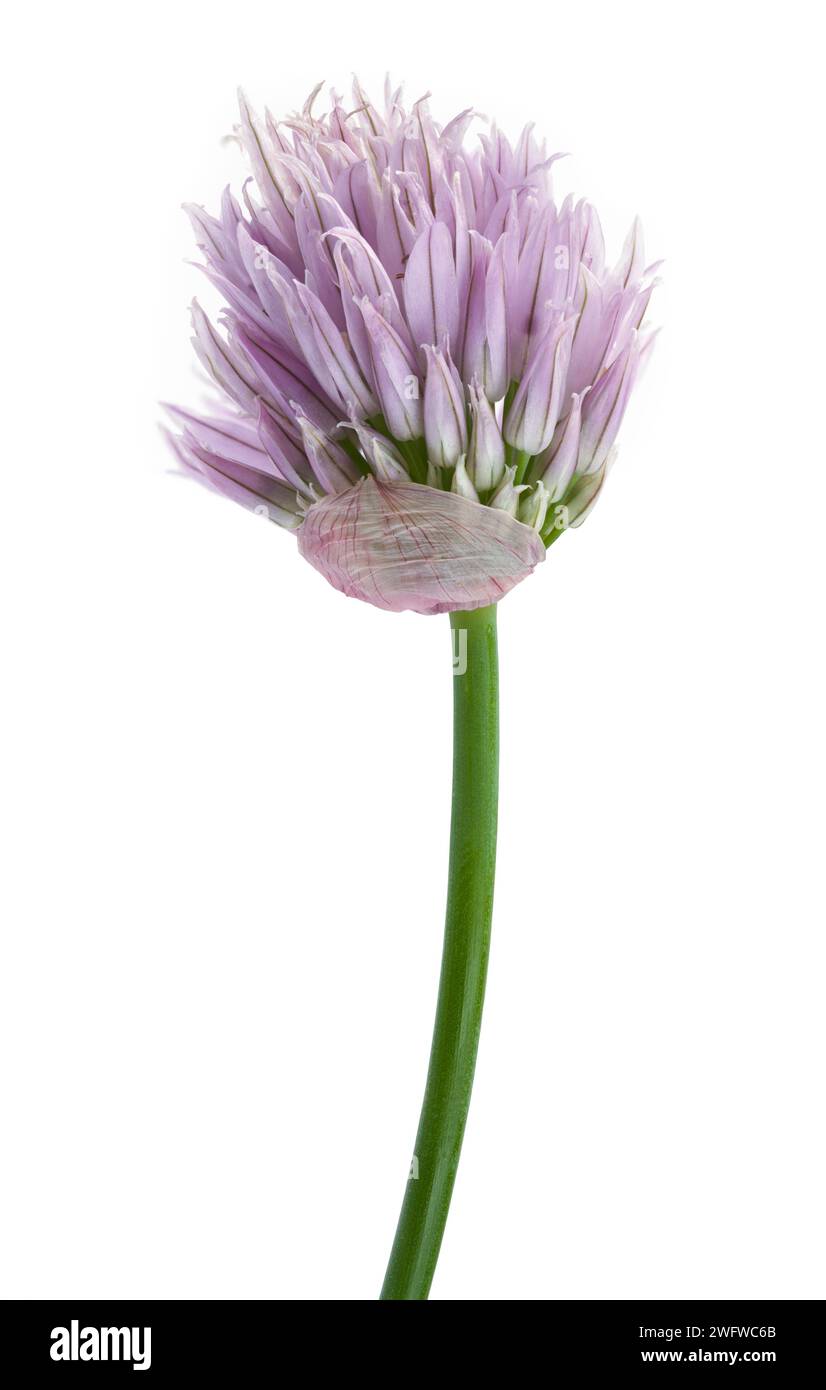 Purpple Onion Flower Cut Out on White. Stock Photo
