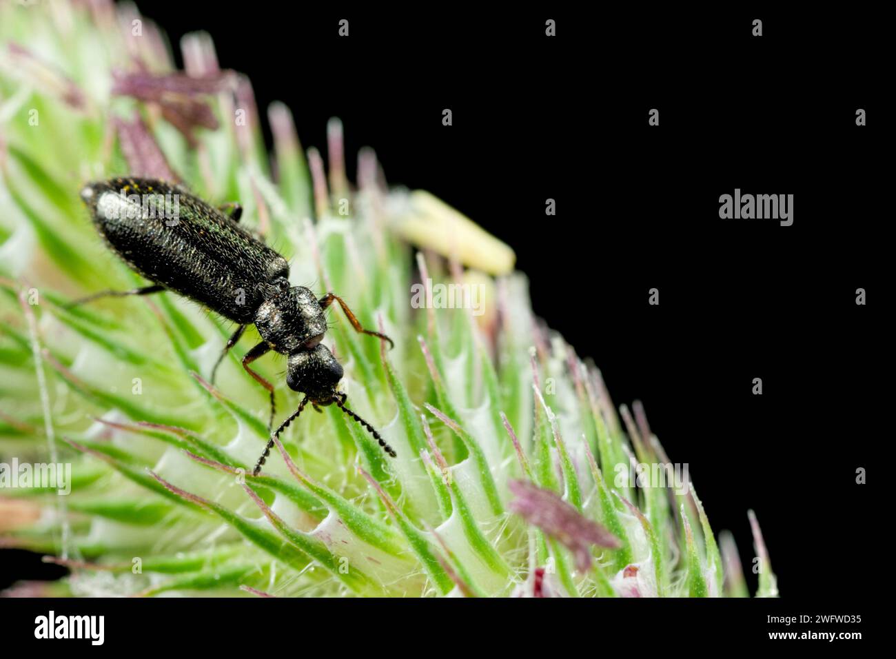 Soft-winged flower beetle (Dasytes) Stock Photo