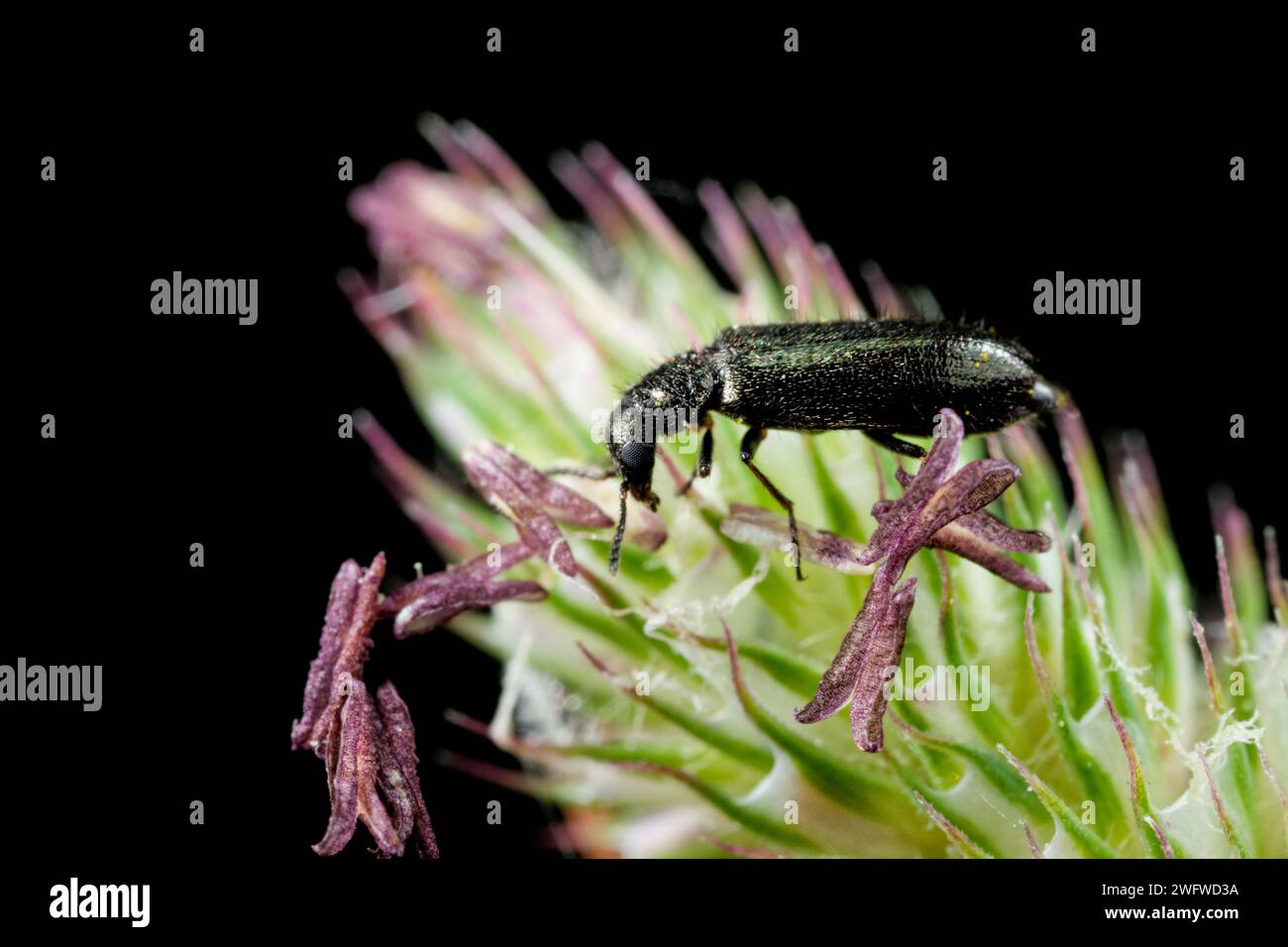 Soft-winged flower beetle (Dasytes) Stock Photo