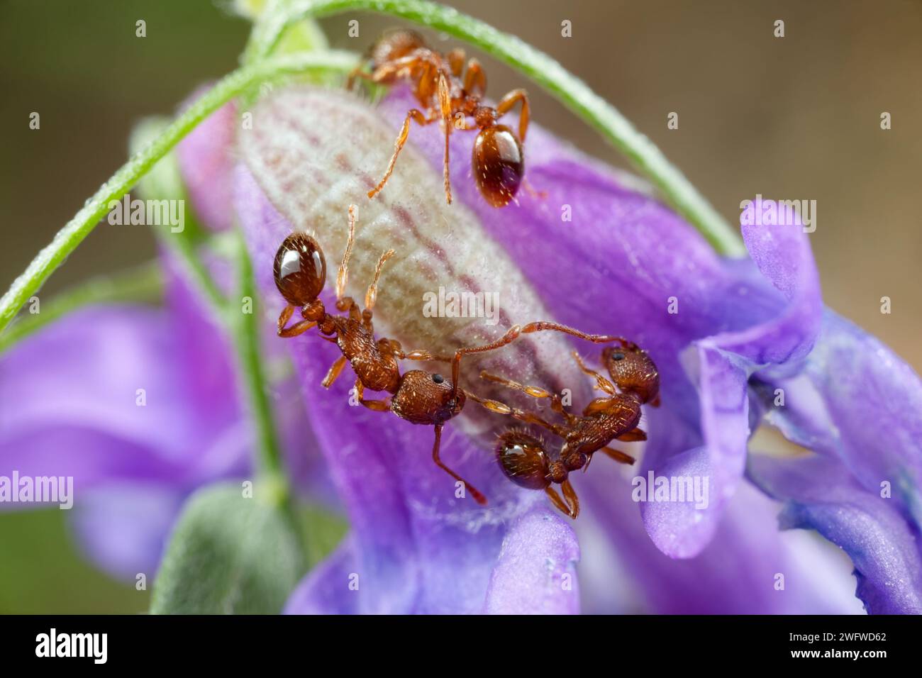 Fire ants protecting a green-underside blue caterpillar Stock Photo