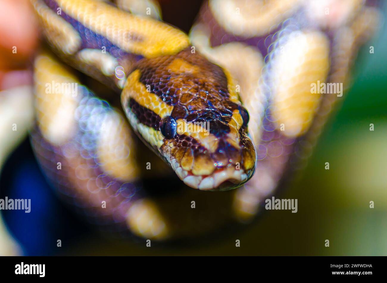 Close up photo of a colorful snake Stock Photo