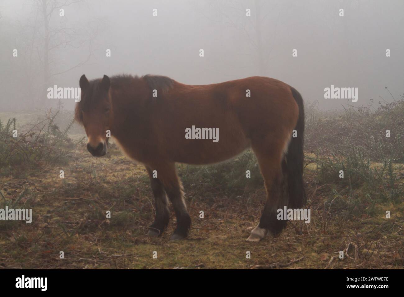 Misty enshrouded new forest ponies hi-res stock photography and images ...