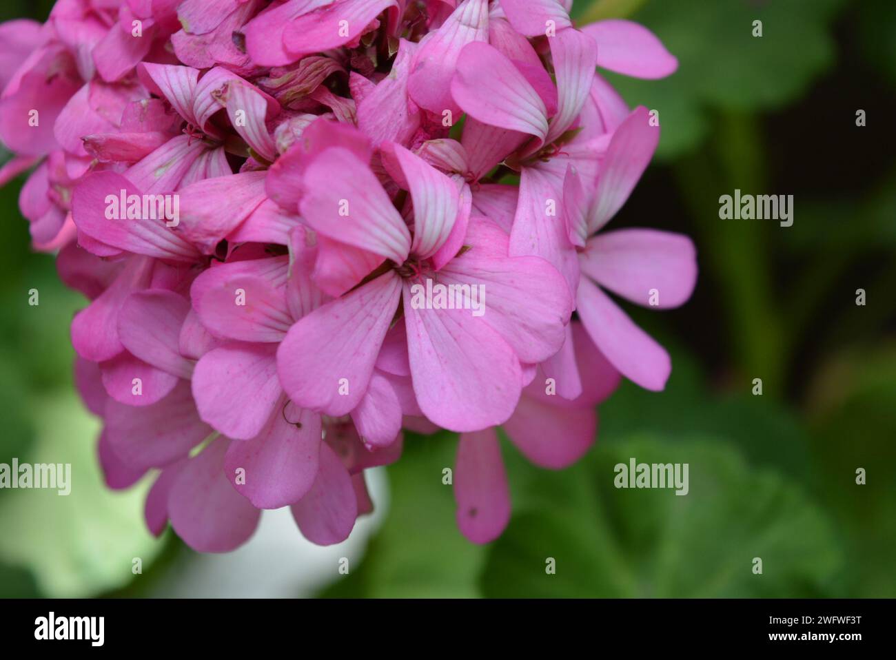 Nature, beautiful and pleasant blooming indoor flowers. Bright crimson, pink geranium, cranesbillsf lowers. Stock Photo