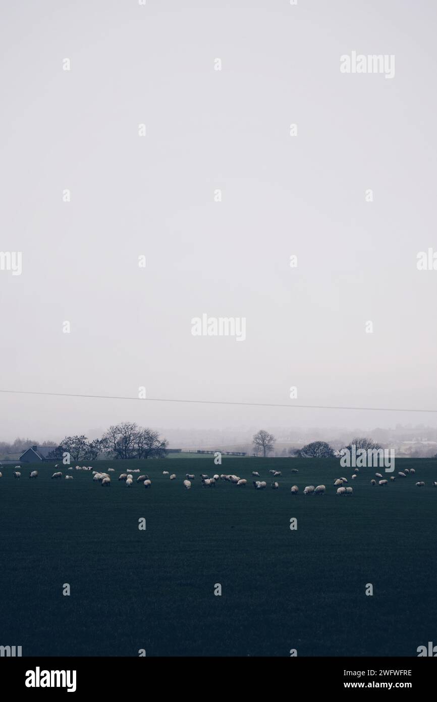 flock of sheep in a field in northern ireland on November 19, 2018 Stock Photo