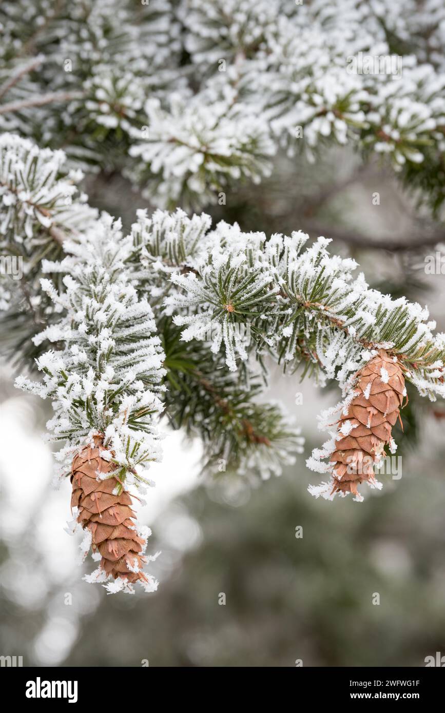 Hoar frost on Douglas Fir (Pseudotsuga menziesii), Wallowa Valley, Oregon. Stock Photo
