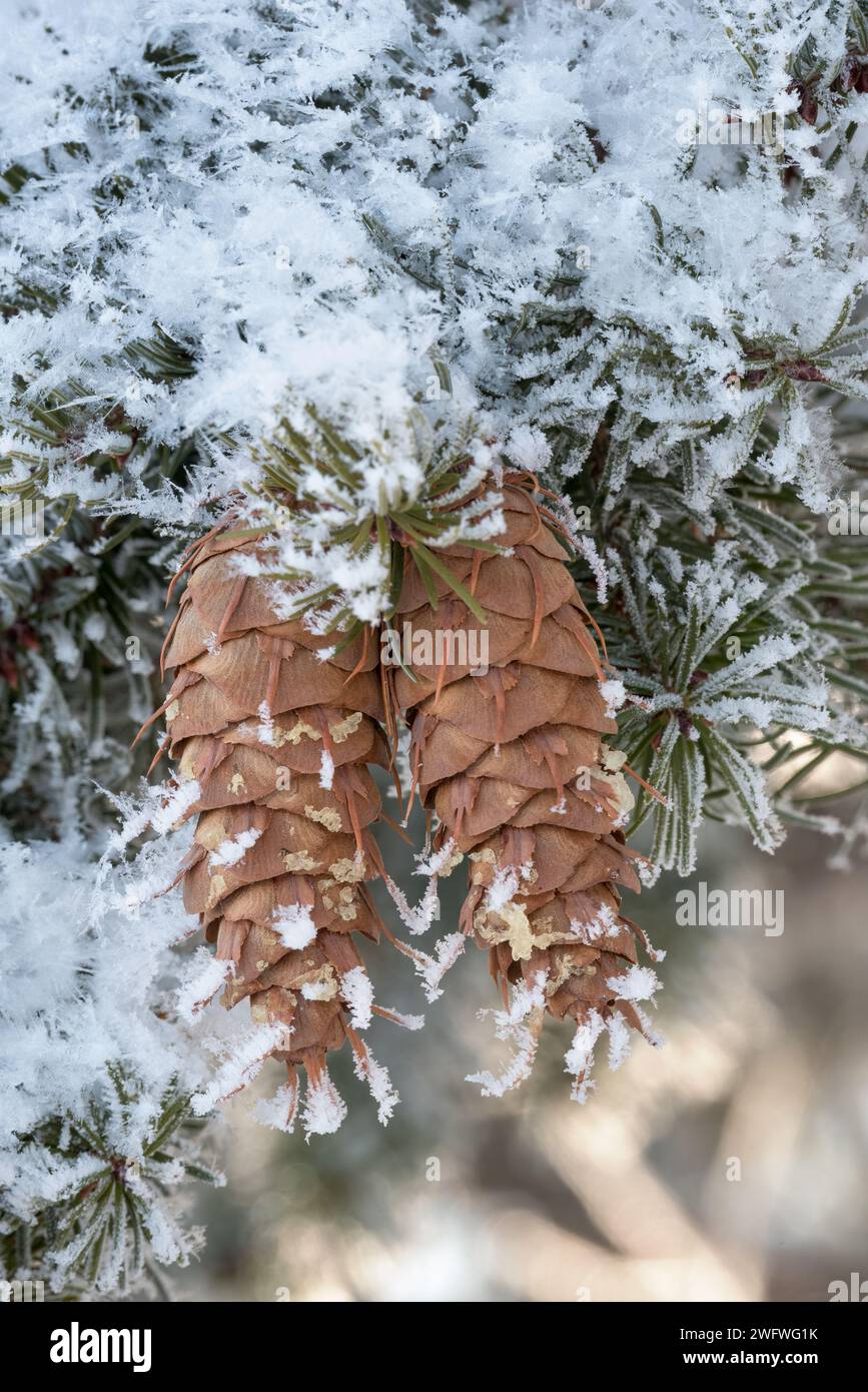 Hoar frost on Douglas Fir (Pseudotsuga menziesii), Wallowa Valley, Oregon. Stock Photo