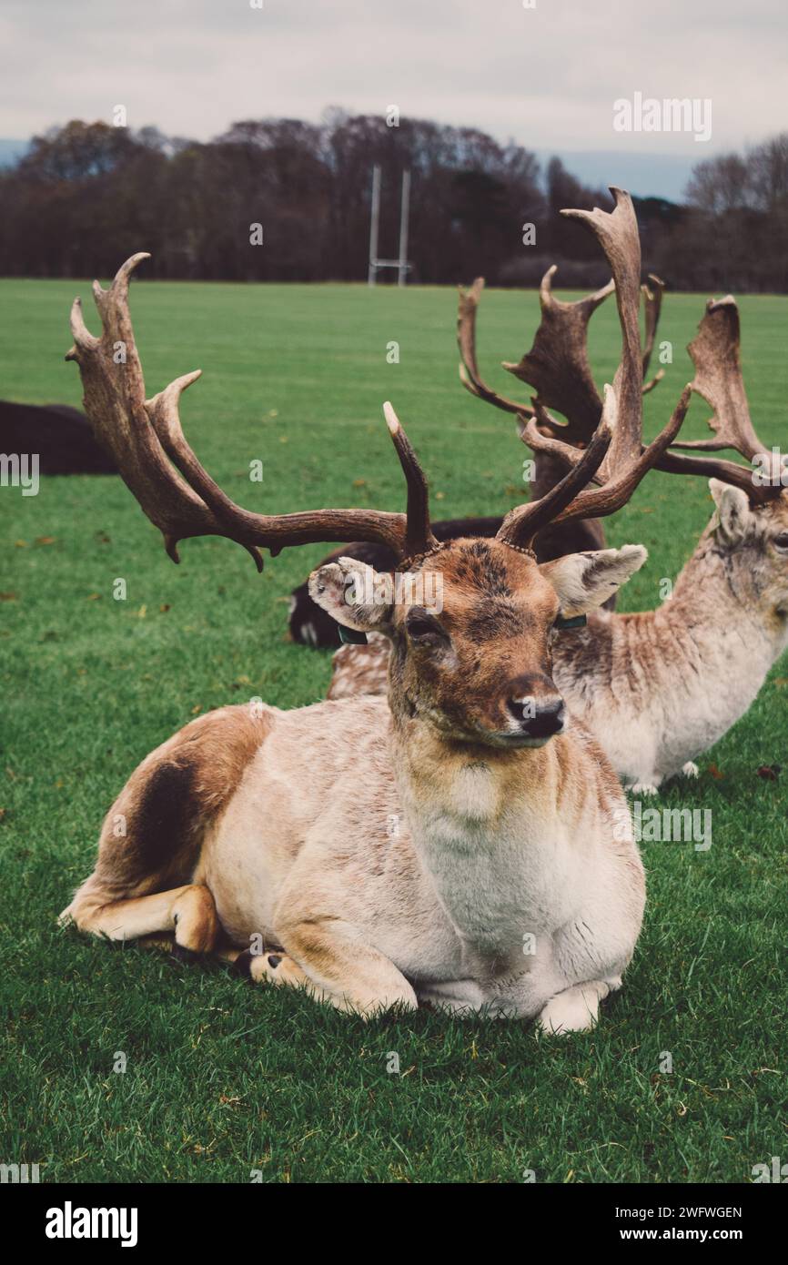 Deer in Phoenix Park in Dublin, Ireland on November 20, 2018 Stock Photo