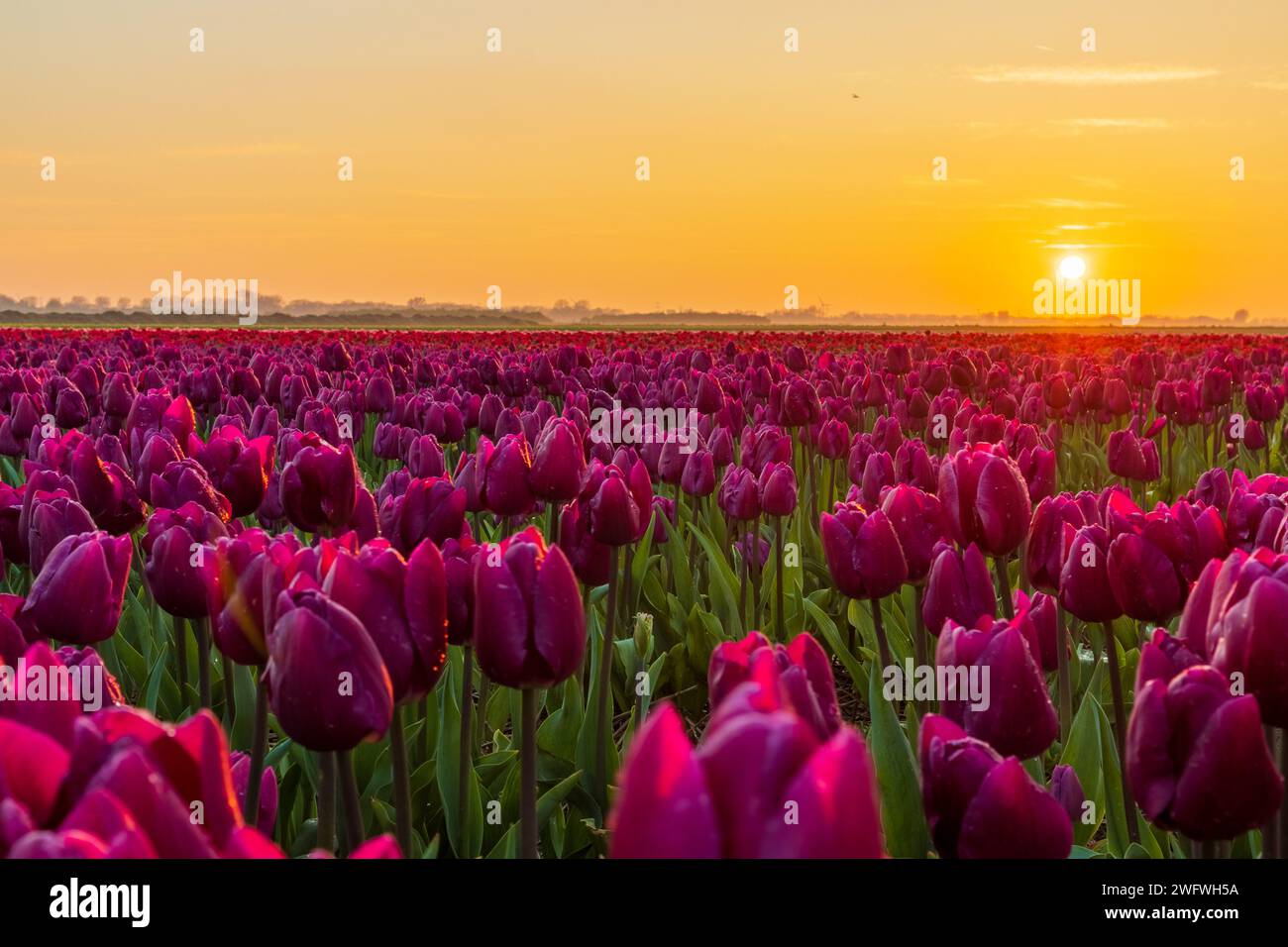 Purple tulip field during a beautiful sunset in the Netherlands Stock Photo
