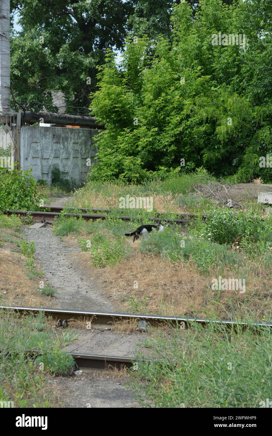 It's a nice summer day, a black and white cat walks along a path near a ...