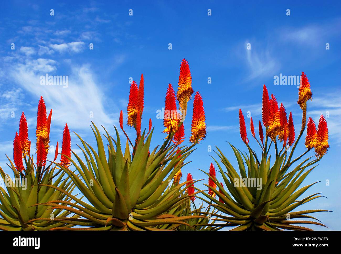flowering real Aloe Vera (Aloe Vera), La Palma, Canary Islands, Spain, Europe Stock Photo
