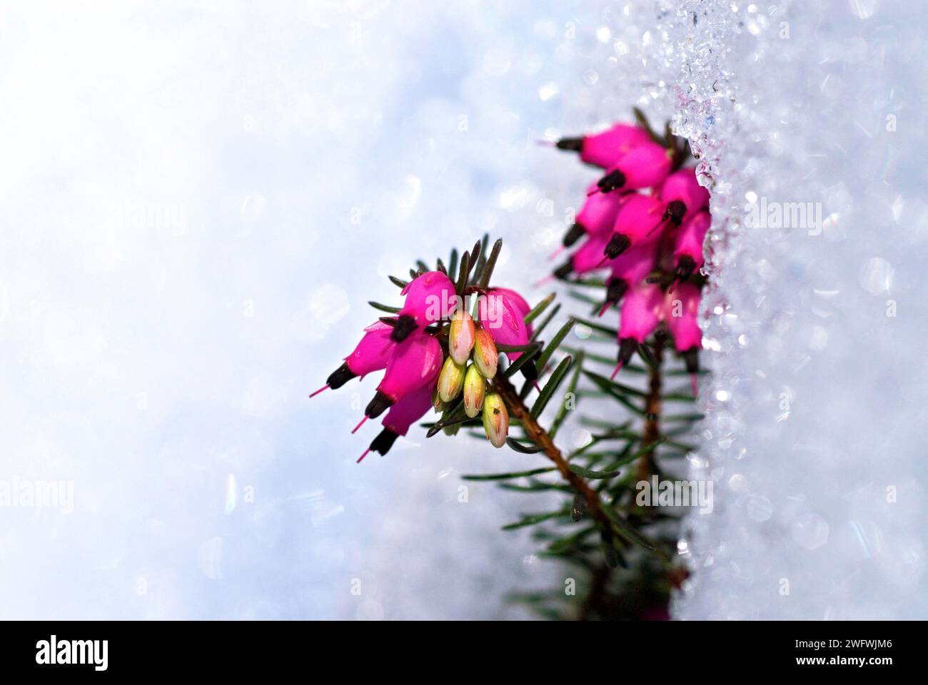 Winter heather or alpine heather (Erica carnea), flowers in the snow Stock Photo
