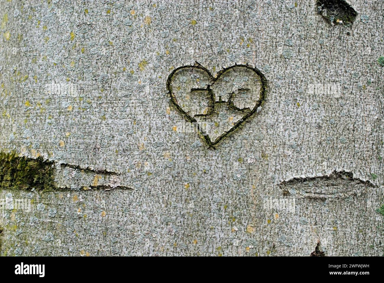 a heart engraved in tree bark with the initials J and C Stock Photo