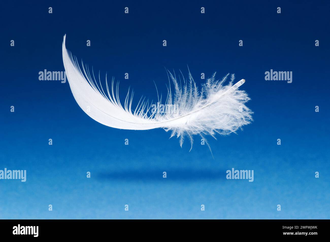 light white feather against a blue background Stock Photo