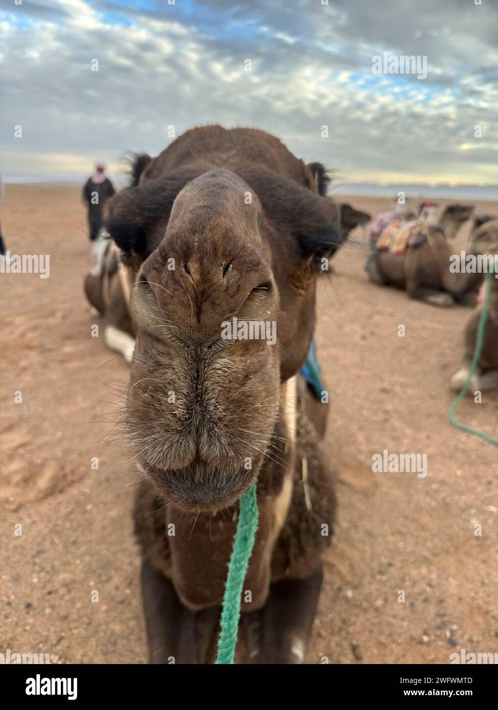 portrait of camel looking at camera Stock Photo