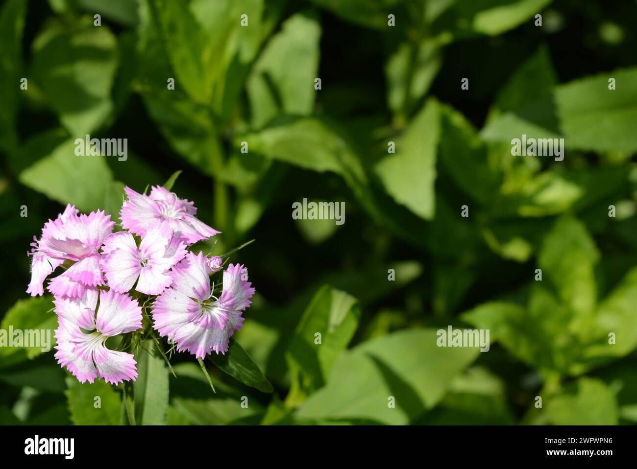 Nature, beautiful and bright purple white flowers growing in home garden. Flowering phlox bushes, Ancient Greek,  phloxes,  phlges. Stock Photo