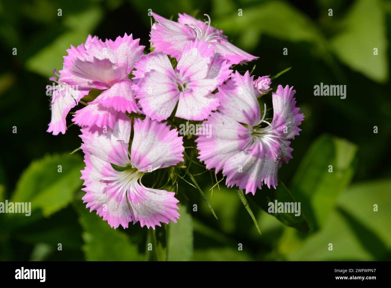 Nature, beautiful and bright purple white flowers growing in home garden. Flowering phlox bushes, Ancient Greek,  phloxes,  phlges. Stock Photo