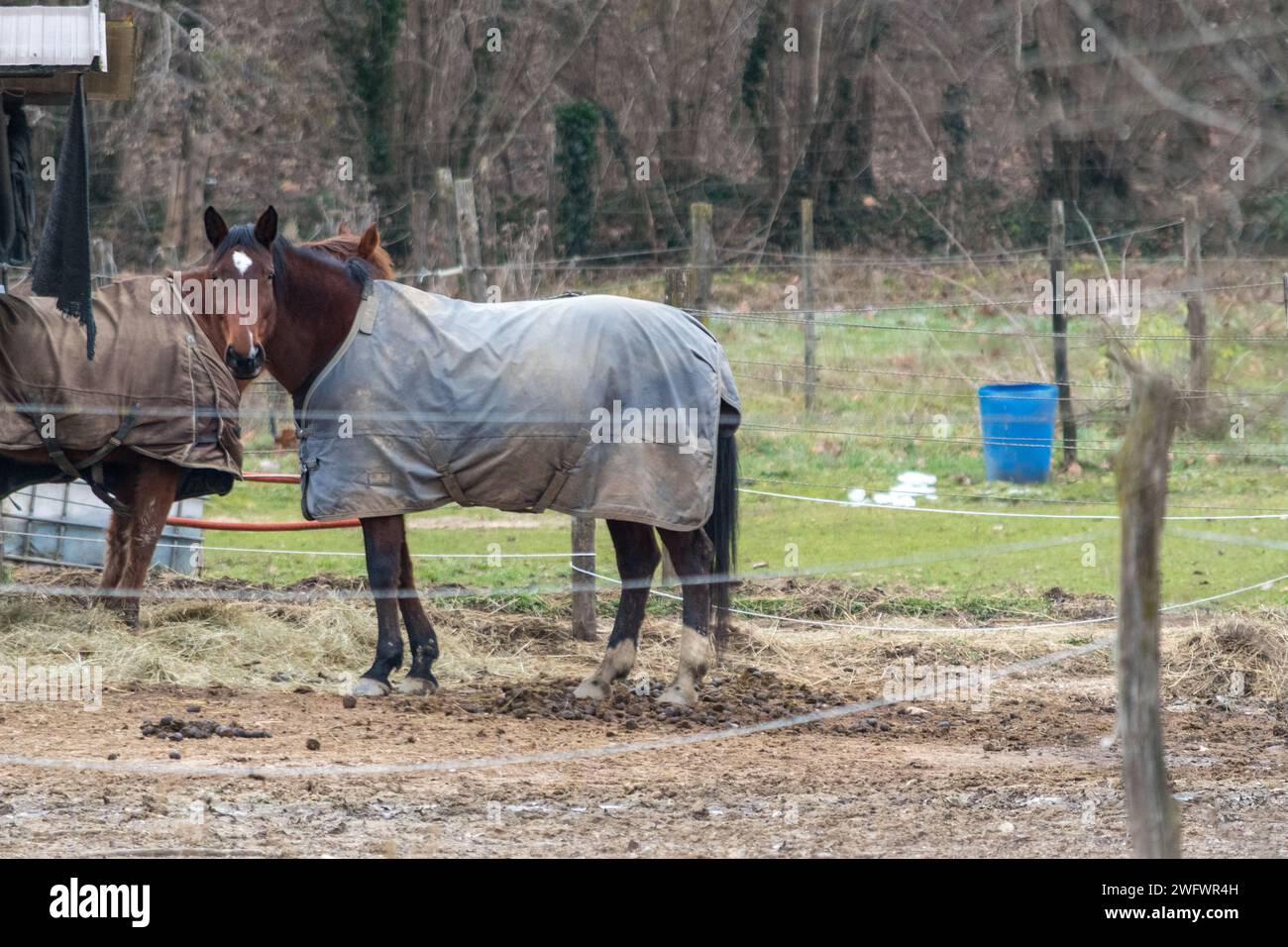 Beautiful horse with a cape in an outdoor corral on a winter day. Stock Photo