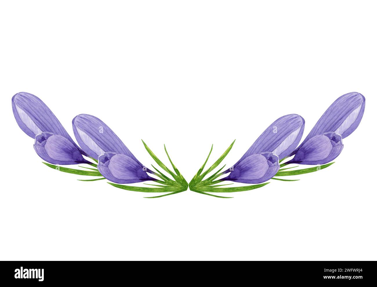 Watercolor purple crocuses half circle wreath, spring flowers composition, round frame, floral illustration. Design element for label, logo, packaging Stock Photo
