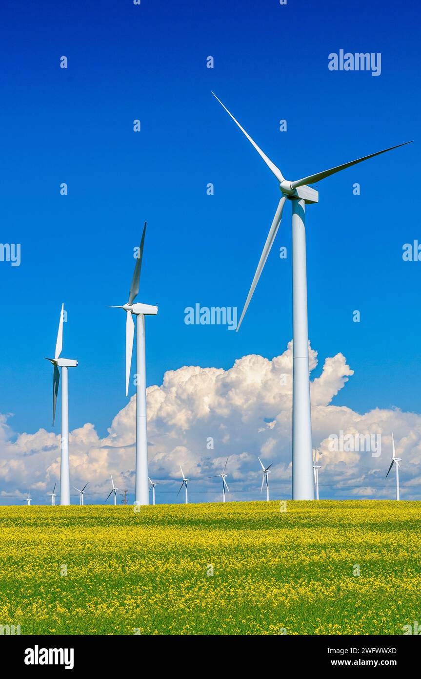 Rows of tall white wind turbines in a field of ripening yelow canola on ...