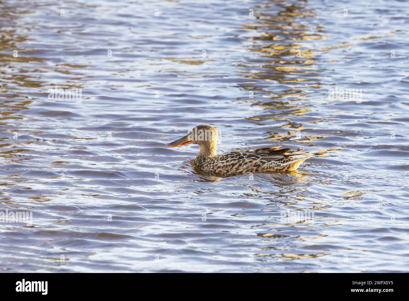 Close up of a female, Shoveler, Spatula clypeata, with light and dark brown spotted plumage and wide yellow beak floating in the water surrounded by s Stock Photo