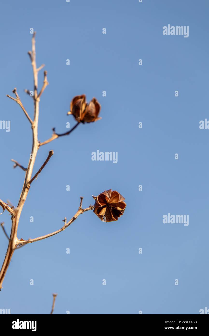 Open Seed Pods on Crepe Myrtle Tree Branch Stock Photo
