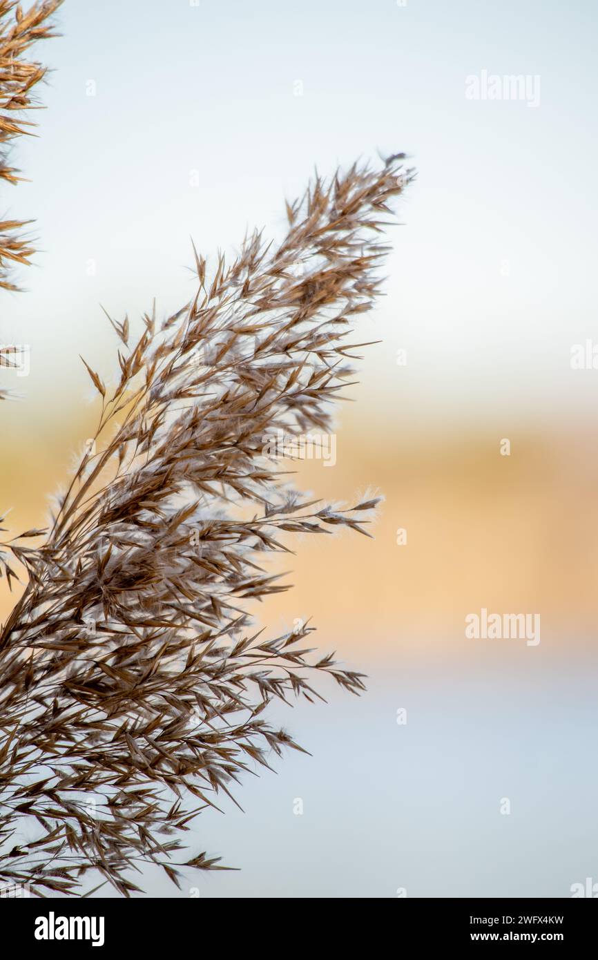 Beautiful dry common reeds hi-res stock photography and images - Alamy