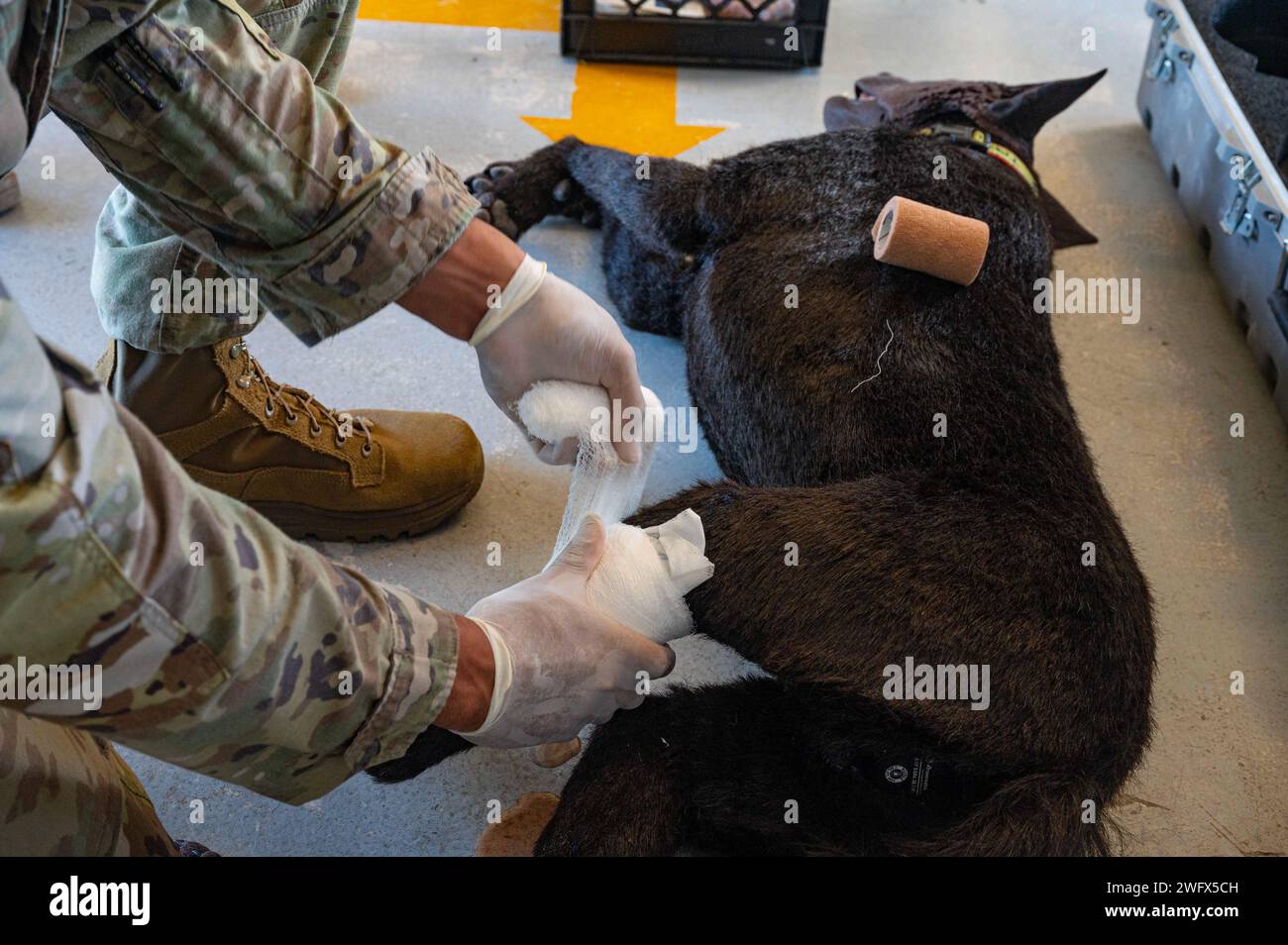 A U S Army Military Working Dog Handler Assigned To Joint Task Force a-u-s-army-military-working-dog-handler-assigned-to-joint-task-force