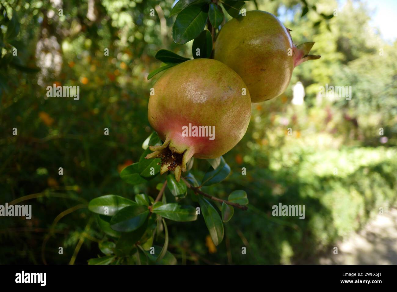 The pomegranate (Punica granatum) is a fruit-bearing deciduous shrub in the family Lythraceae, subfamily Punicoideae. Stock Photo