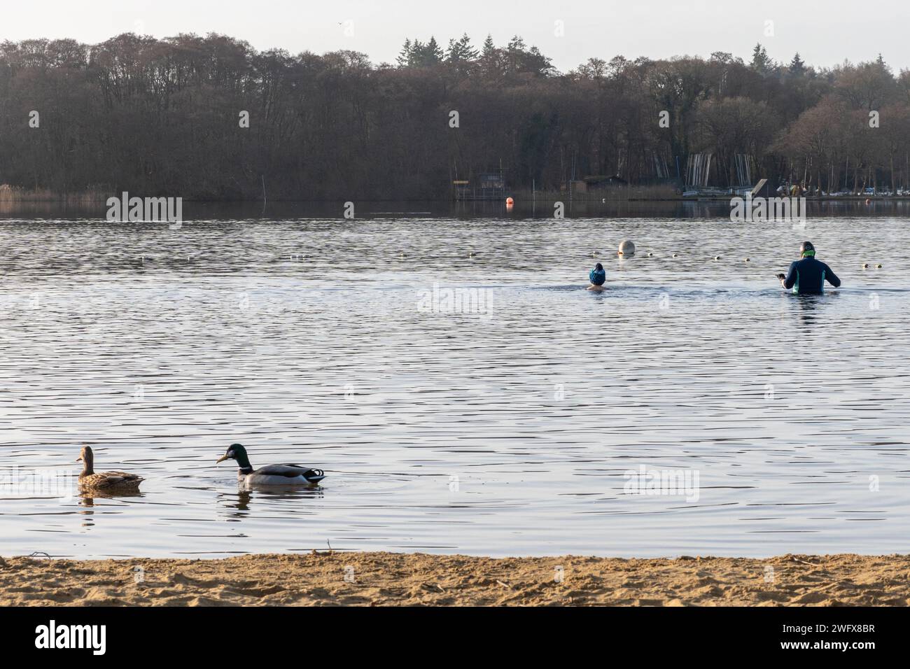 Wild swimmers cold water swimming at Frensham Great Pond on a winter morning, Surrey, England, UK. February 2024. Wellness concept, health, nature Stock Photo