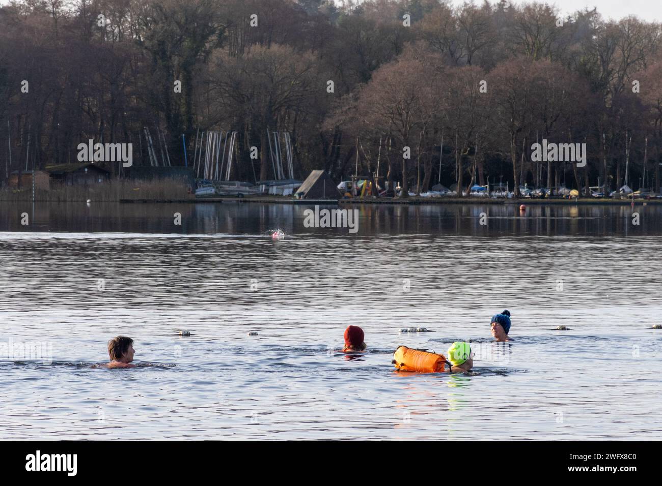 Wild swimmers cold water swimming at Frensham Great Pond on a winter morning, Surrey, England, UK. February 2024. Wellness concept, health, nature Stock Photo