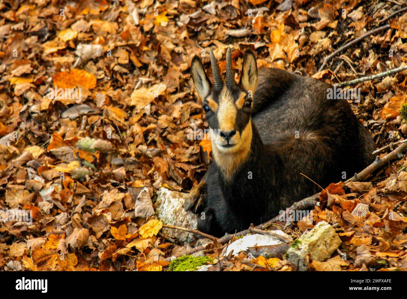 Chamois lying on dead leaves in the forest of swiss jura Stock Photo