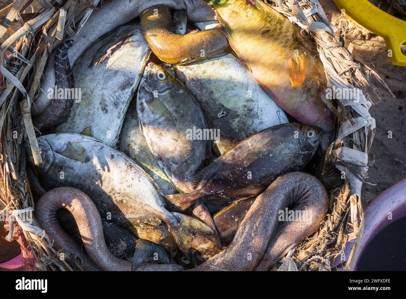 Freshly caught seafood fish on display at beach near fishing village ...