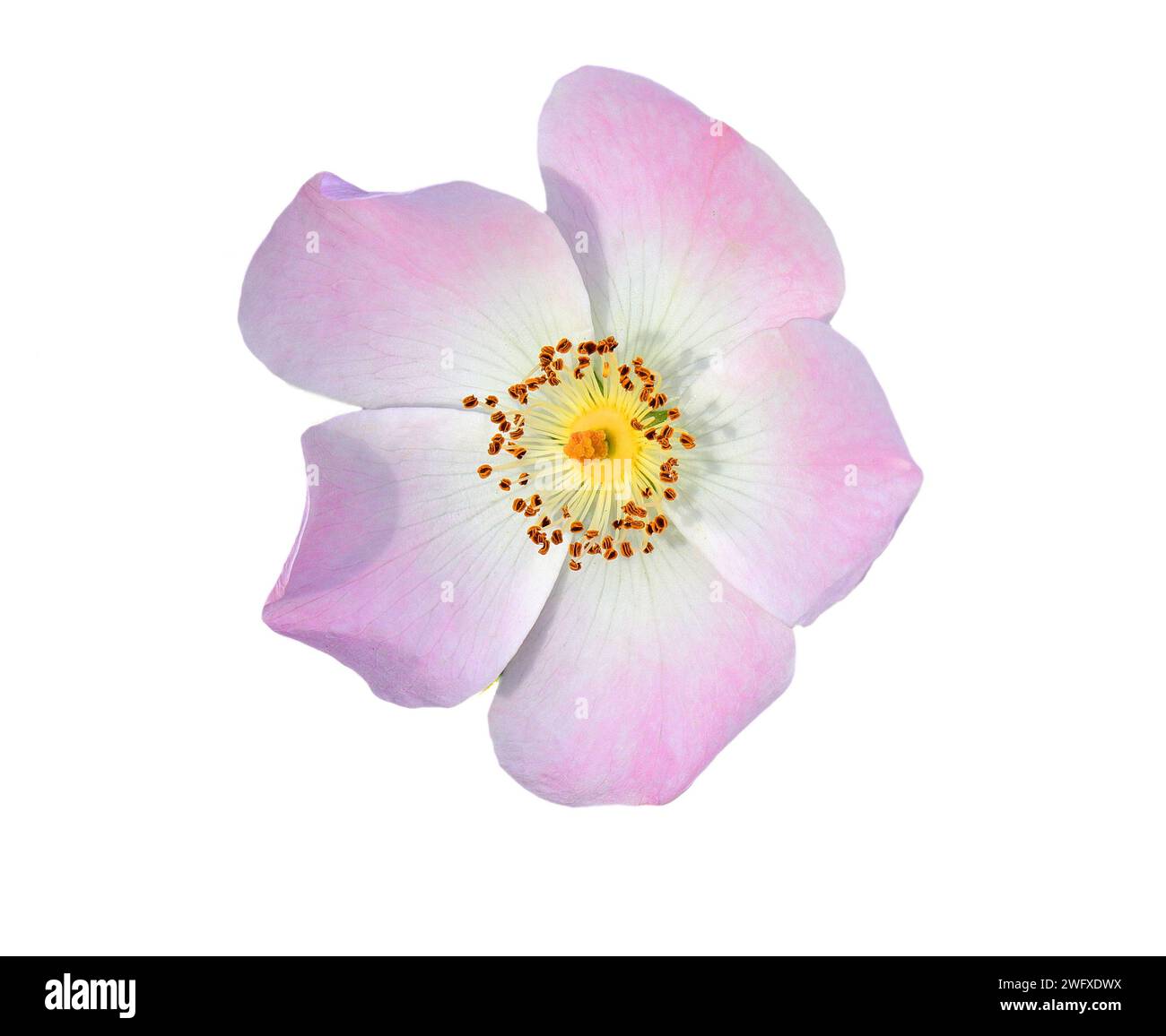 Close-up of a Solitary Dog Rose - Rosa canina in bloom. Isolated on a ...