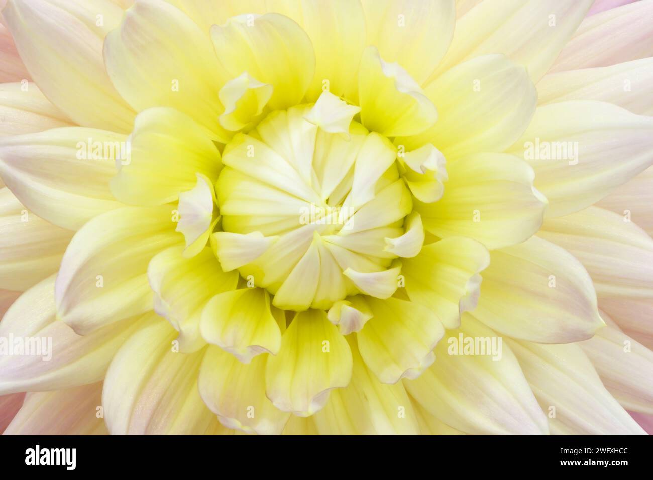 Dahlia Flower. Canfield Fair. Mahoning County Fair. Canfield, Youngstown, Ohio, USA. Stock Photo