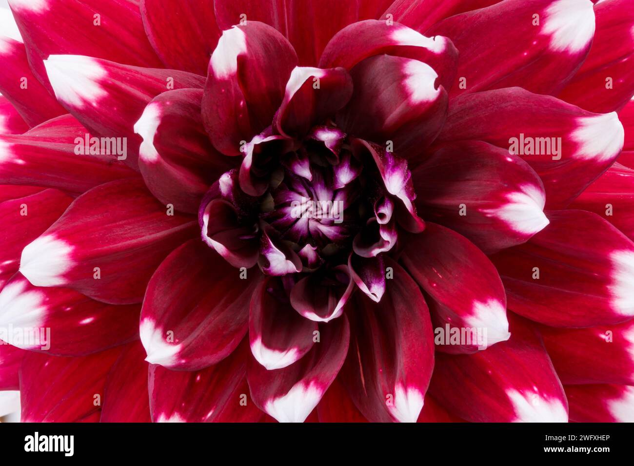 Dahlia Flower. Canfield Fair. Mahoning County Fair. Canfield, Youngstown, Ohio, USA. Stock Photo