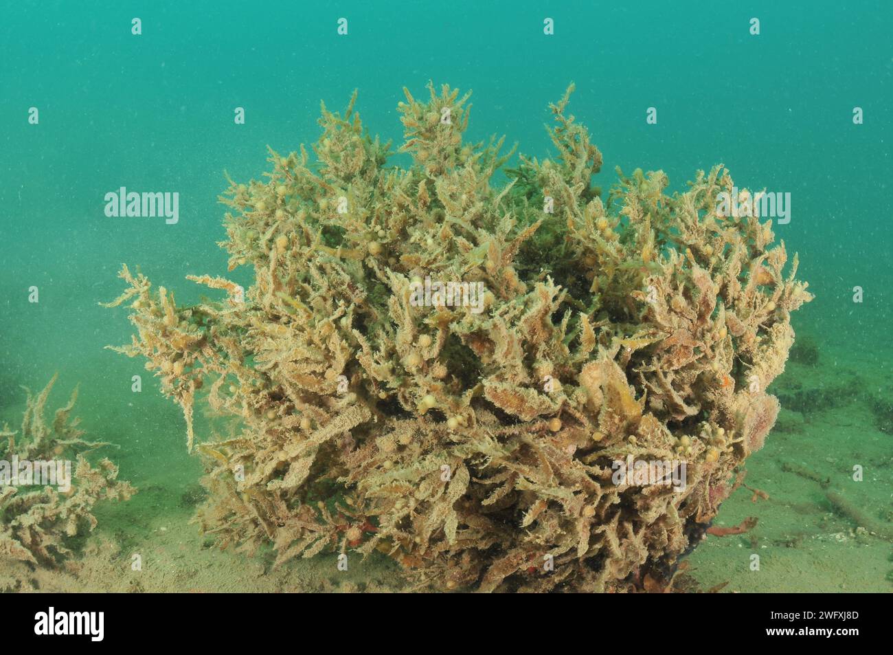 Bush of brown seaweeds with bubble-like floats struggling under load of fine sediment. Location: Mahurangi Harbour New Zealand Stock Photo