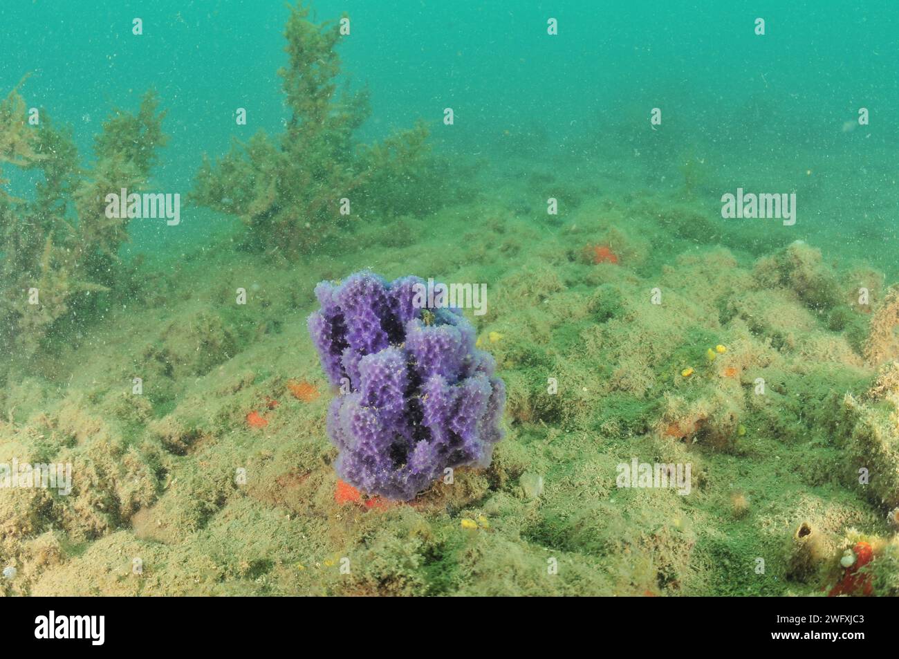 Purple sponge with delicate internal structure standing up from seabed covered with fine sediment. Location: Mahurangi Harbour New Zealand Stock Photo