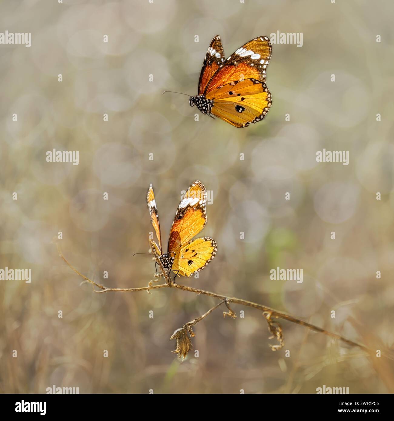 Two plain tiger butterflies also known as African monarch, Danaus chrysippus, flying before mating, Fuerteventura, Canary Island, Spain Stock Photo