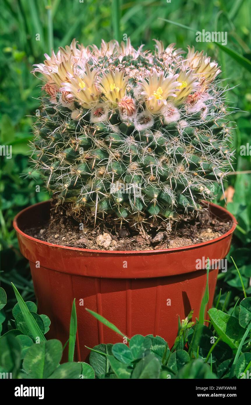 Mammillaria knippeliana hi-res stock photography and images - Alamy