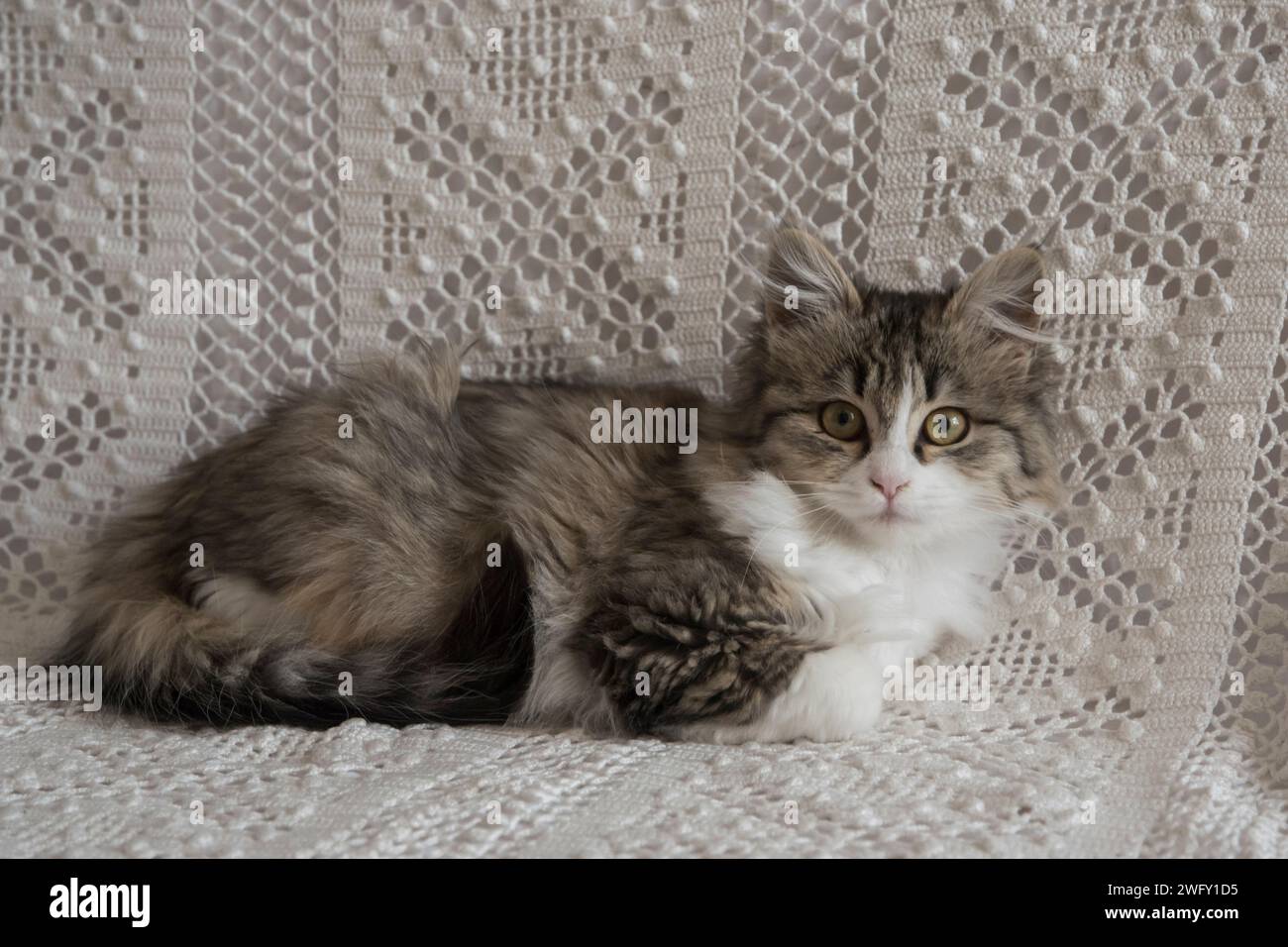 Cute little kitten resting on home sofa Stock Photo