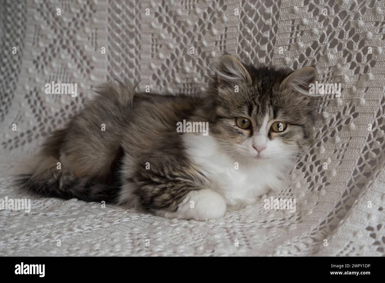 Cute little kitten resting on home sofa Stock Photo