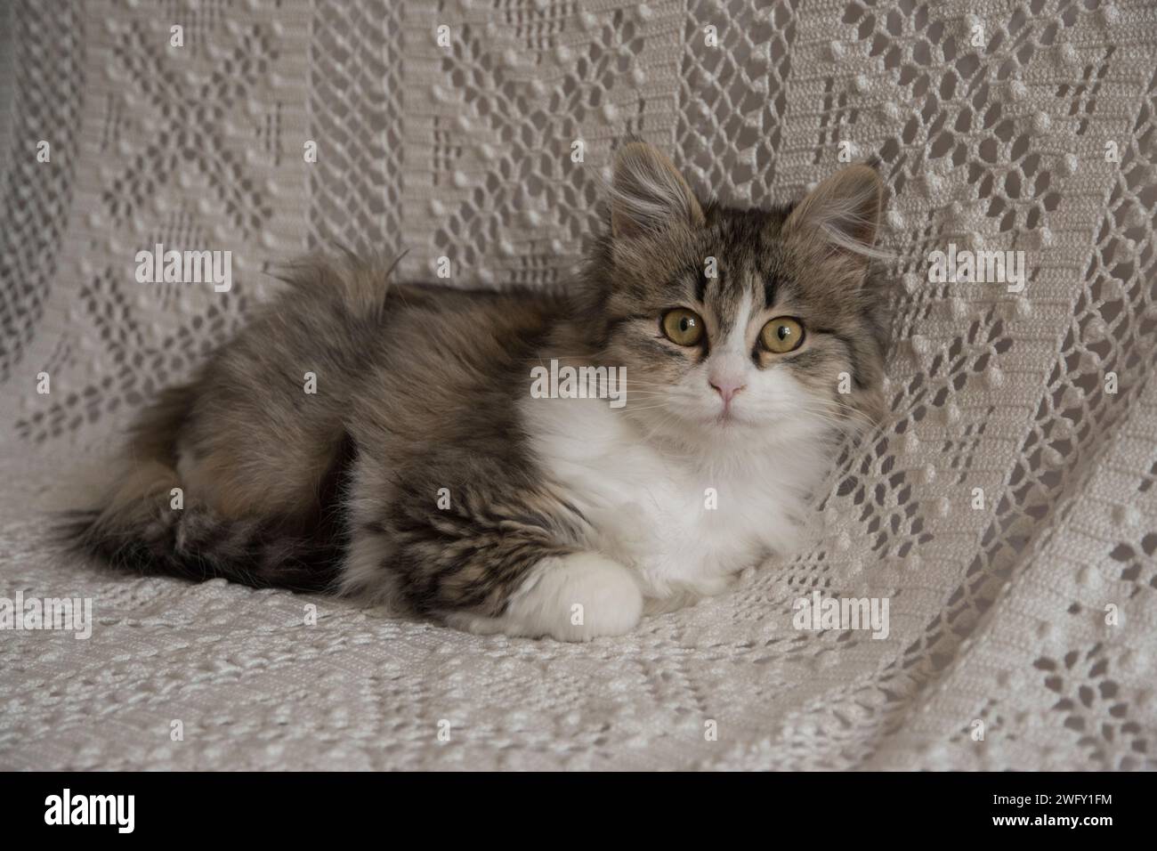 Cute little kitten resting on home sofa Stock Photo